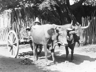 Équipe de bœufs, Mexique, c.1927